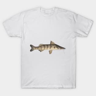 Zebra Catfish T-Shirt